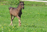 Gostie Celestina